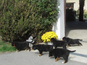 Berner Sennenhunde Welpen